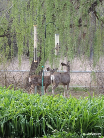 Mule Deer Mother and Daughter at Coldwater Farm (Garry Rogers April, 2014)