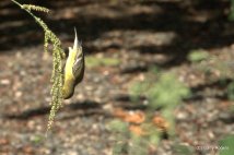 Lesser Goldfinch on Barnyard Grass