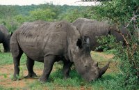 rhinos-eating-grass