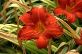 Day Lilly at Coldwater Farm