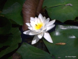 Fragrant Water Lily at Coldwater Farm.