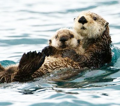 Arizona #Endangered Species: River Otters | GarryRogers Nature Conservation