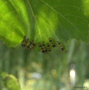 Tiny catterpillars on grape leaf