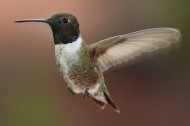 Black-chinned Hummingbird by MDF