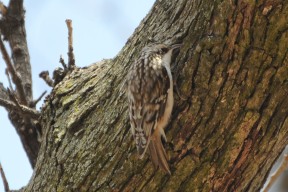 Brown_Creeper_(13392248054) By Andy Reago & Chrissy McClarren