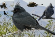 Phainopepla_From_The_Crossley_ID_Guide_Eastern_Birds By Richard Crossley