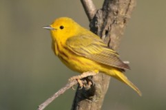 Yellow Warbler By Mdf