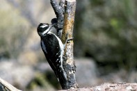 hairy-woodpecker-By Menke Dave, U.S. Fish and Wildlife Service